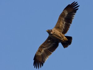 Aquila nipalensis - Steppe Eagle - stäppörn