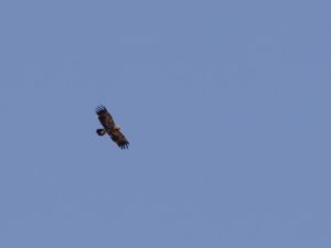 Clanga pomarina - Lesser Spotted Eagle - mindre skrikörn