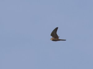 Falco columbarius - Merlin - stenfalk