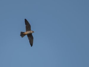 Falco subbuteo - Eurasian Hobby- lärkfalk