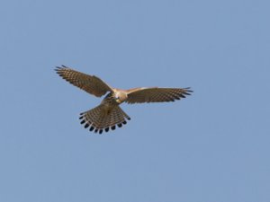 Falco tinnunculus - Common Kestrel - tornfalk