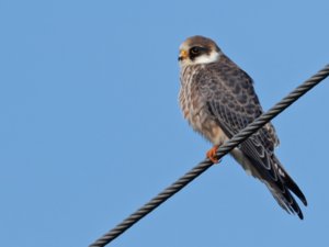 Falco vespertinus - Red-footed Falcon - aftonfalk