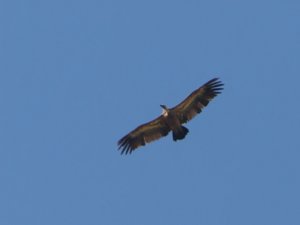 Gyps fulvus - Griffon Vulture - gåsgam