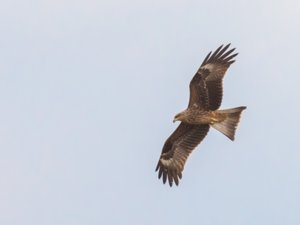 Milvus migrans - Black Kite - brun glada