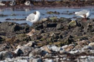 Charadrius mongolus - Lesser Sand Plover - mongolpipare