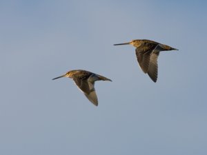 Gallinago gallinago - Common Snipe - enkelbeckasin