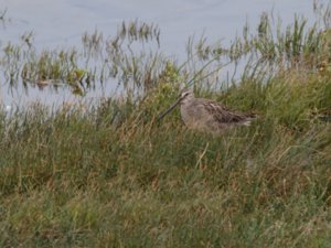 Limnodromus scolopaceus - Long-billed Dowitcher - större beckasinsnäppa
