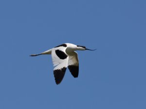 Recurvirostra avosetta - Pied Avocet - skärfläcka