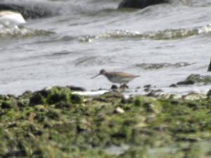 Xenus cinereus - Terek Sandpiper - tereksnäppa