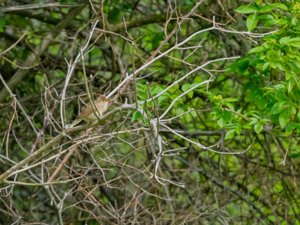 Acrocephalus palustris - Marsh Warbler - kärrsångare