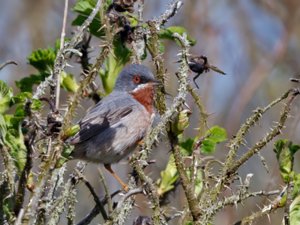 Curruca cantillans - Eastern Subalpine Warbler - rödstrupig sångare