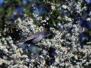 Curruca nisoria - Barred Warbler - höksångare