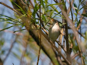Iduna pallida - Eastern Olivaceous Warbler - eksångare