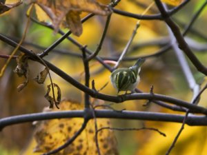 Phylloscopus proregulus - Pallas's Leaf Warbler - kungsfågelsångare