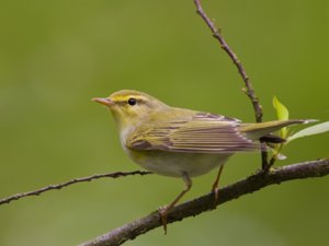 Phylloscopus sibilatrix - Wood Warbler - grönsångare