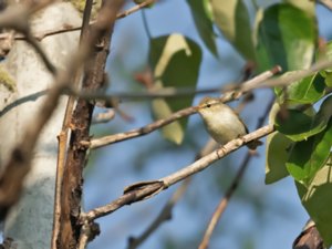 Phylloscopus trochiloides - Greenish Warbler - lundsångare