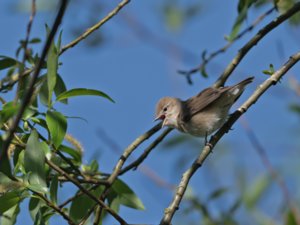 Sylvia borin - Garden Warbler - trädgårdssångare