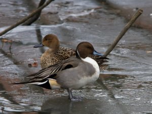 Ducks, Geese, Swans