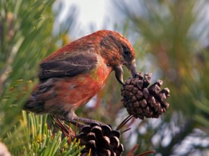 Finches