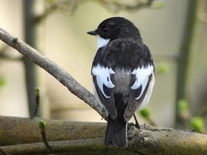 Flycatchers