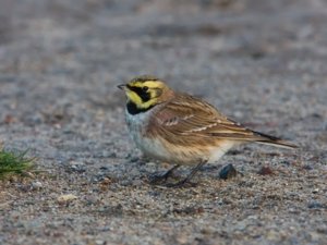 Larks, Swallows, Martins