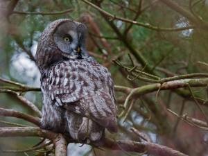 Owls, Nightjars, Swifts