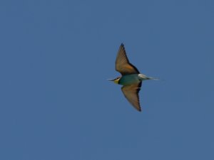 Rollers, Kingfishers, Bee-eaters