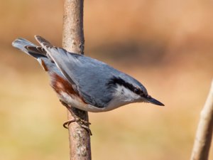 Wrens, Nuthatches, Treecreepers