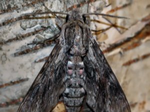 Agrius convolvuli - Convolvulus Hawk-moth - åkervindesvärmare