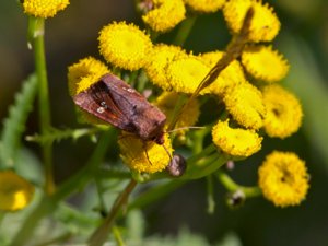 Amphipoea oculea - Ear Moth - rödbrunt stamfly