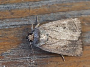 Amphipyra tragopoginis - Mouse Moth - treprickigt buskfly