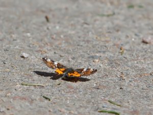 Archiearis parthenias - Orange Underwing - brun flickfjäril