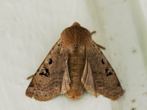 Conistra rubiginosa - Black-spot Chestnut - svartprickigt plattfly