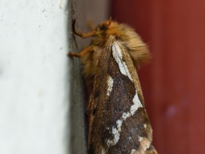 Korscheltellus lupulinus - Common Swift Moth - lerfärgad rotfjäril