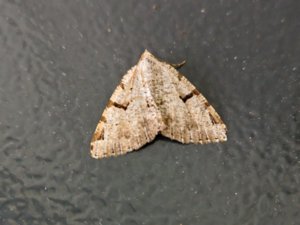 Macaria wauaria - V-moth - måbärsmätare