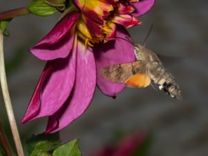 Macroglossum stellatarum - Humming-bird Hawk-moth - större dagsvärmare