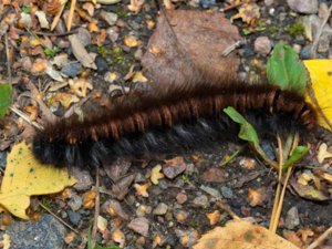 Macrothylacia rubi - Fox Moth - gräsulv