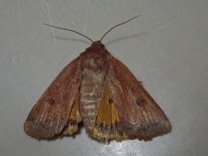 Noctua comes - Lesser Yellow Underwing - leverbrunt bandfly