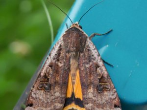 Noctua pronuba - Large Yellow Underwing - större bandfly