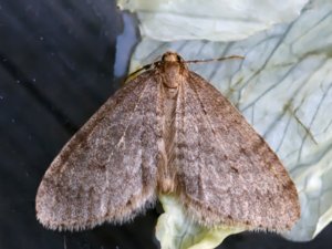 Operophtera brumata - Winter Moth - mindre frostfjäril