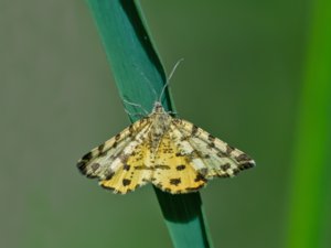 Pseudopanthera macularia - Speckled Yellow - pantermätare
