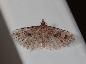 Alucita hexadactyla - Twenty-plume Moth - kaprifolfjädermott