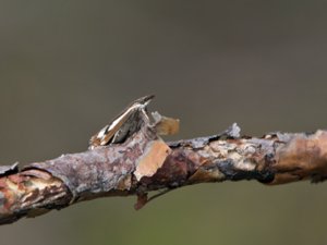 Crambus alienellus - tallmyrsgräsmott