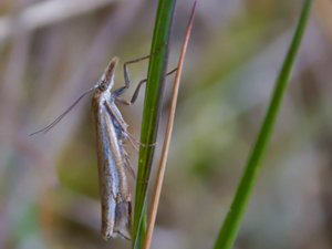 Crambus lathoniellus - Hook-streak Grass-veneer - fältgräsmott