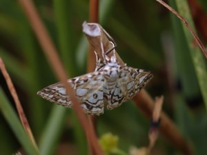Elophila nymphaeata - Brown China-mark - näckrosmott
