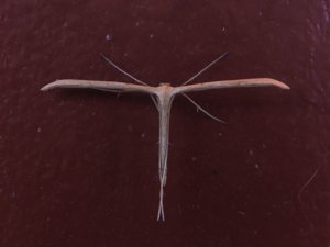 Emmelina monodactyla - Morning-glory Plume Moth - åkervindefjädermott