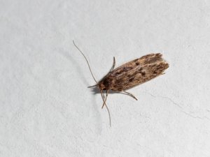 Hofmannophila pseudospretella - Brown House Moth - trepunktsskräpmal