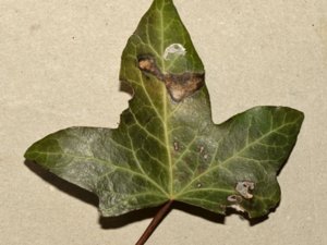 Colletotrichum trichellum
