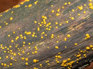 Dacrymyces stillatus - Common Jelly Spot - vedplätt