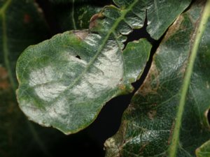 Erysiphe alphitoides - Oak Mildew - ekmjöldagg